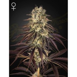 Kong's Krush Green House Seeds