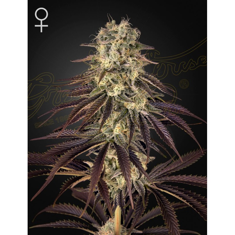 Kong's Krush Green House Seeds