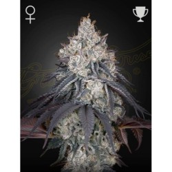 Lemon Orange Green House Seeds