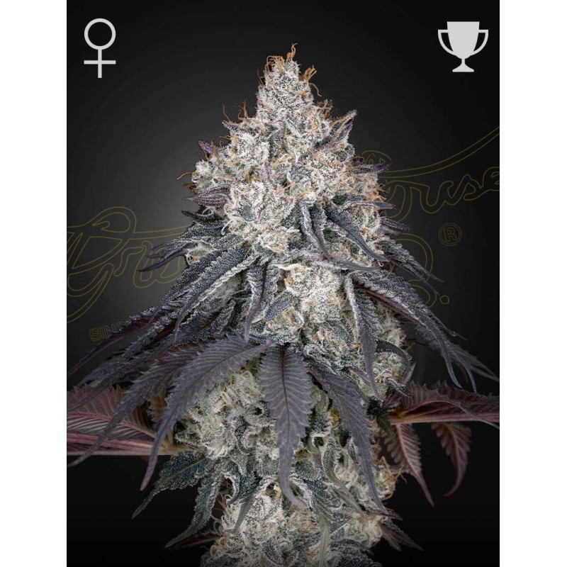 Lemon Orange Green House Seeds