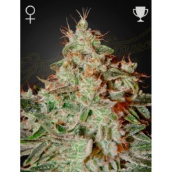 Lemon Skunk Green House Seeds