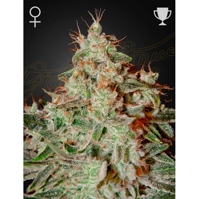 Lemon Skunk Green House Seeds