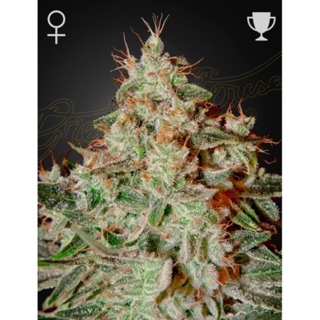 Lemon Skunk Green House Seeds