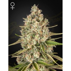 Lost Pearl Green House Seeds