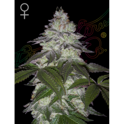 Milky Dreams Green House Seeds