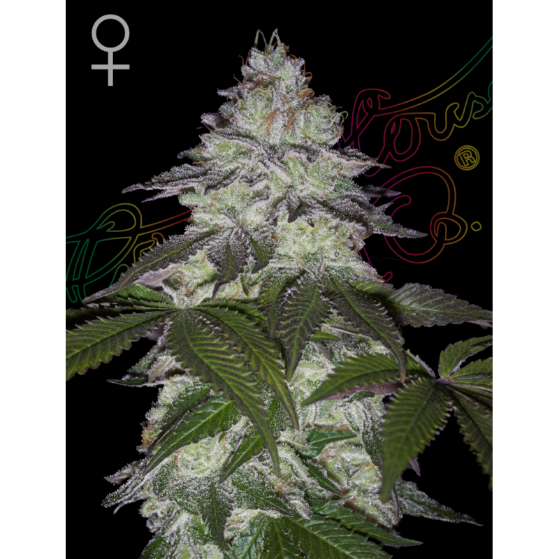 Milky Dreams Green House Seeds