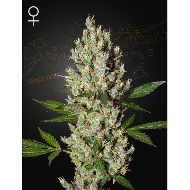 Moby Dick Green House Seeds