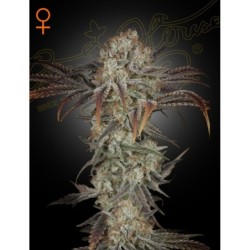 Money Maker Green House Seeds