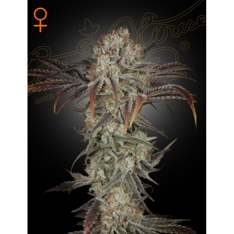 Money Maker Green House Seeds
