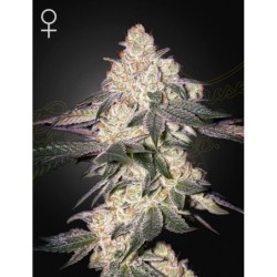 Moweeto Green House Seeds