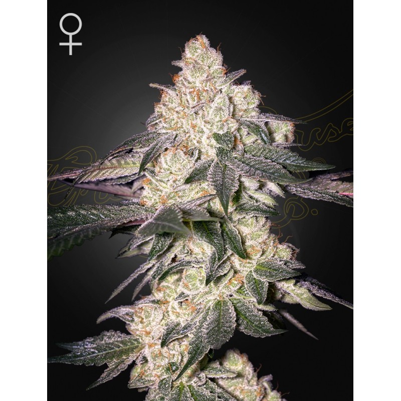 Moweeto Green House Seeds