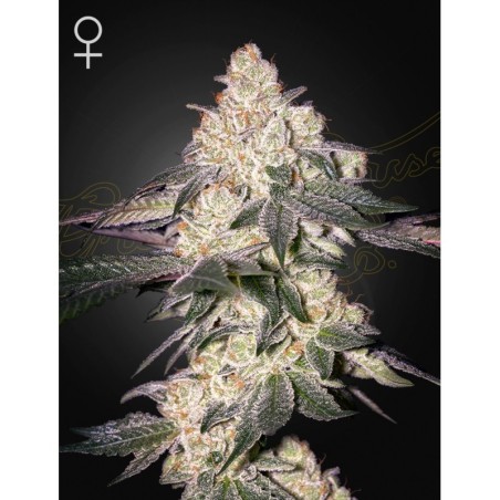 Moweeto Green House Seeds