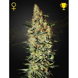Neville's Haze Green House Seeds