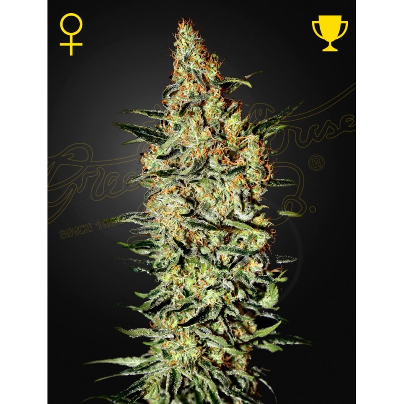 Neville's Haze Green House Seeds
