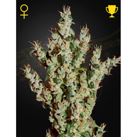 NL5 Haze Mist Green House Seeds