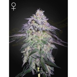 Nori Cake Green House Seeds