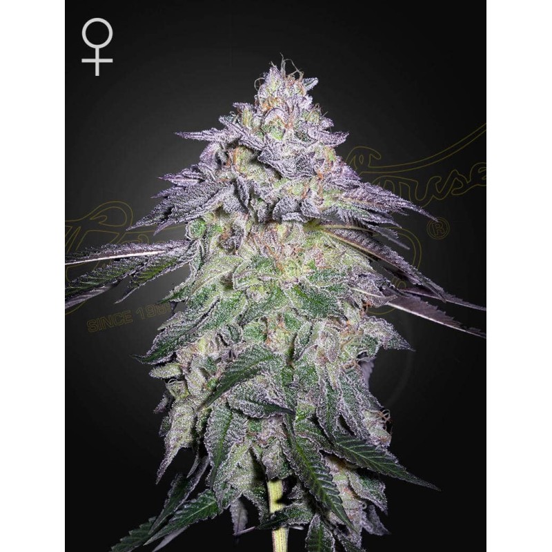 Nori Cake Green House Seeds