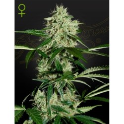 Northern Lights Auto Green House Seeds