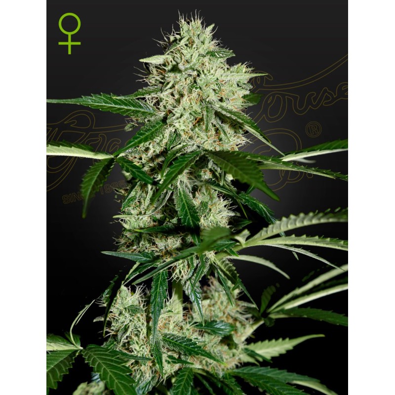 Northern Lights Auto Green House Seeds