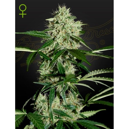Northern Lights Auto Green House Seeds