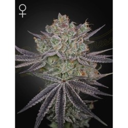 Papaya Sour Spritz Green House Seeds