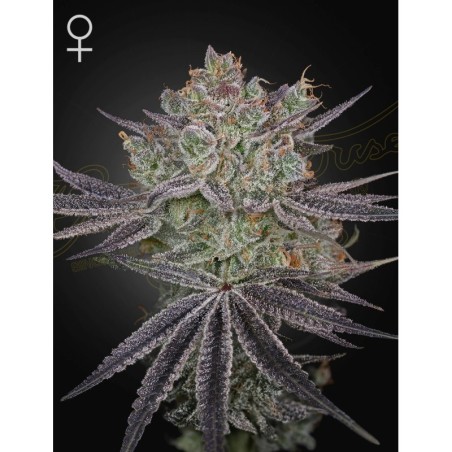 Papaya Sour Spritz Green House Seeds