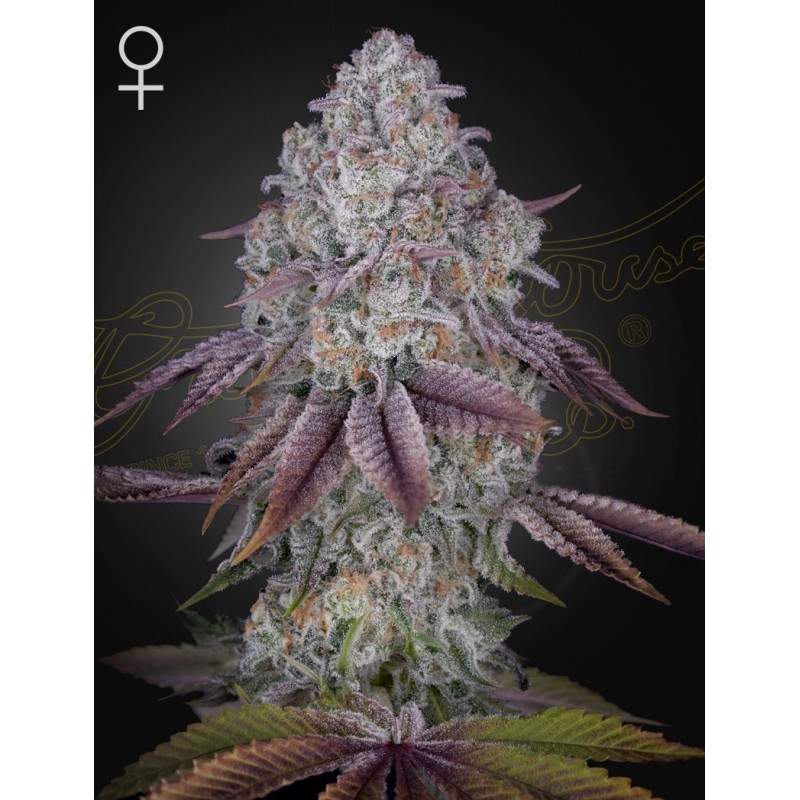 Persian pie Green House Seeds