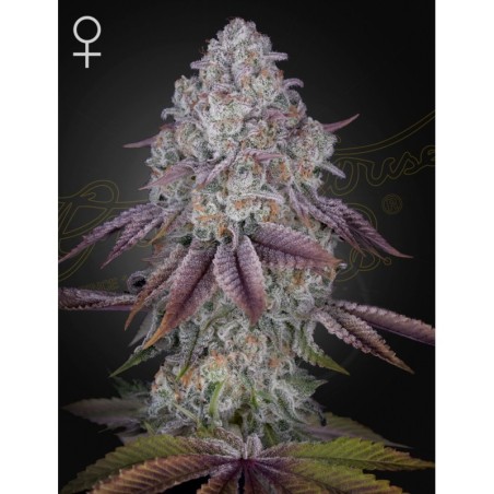 Persian pie Green House Seeds