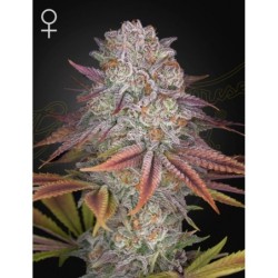Pulp Friction Green House Seeds