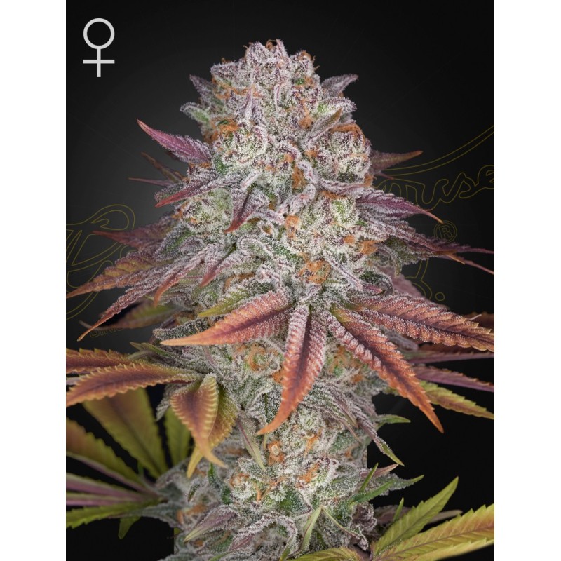 Pulp Friction Green House Seeds
