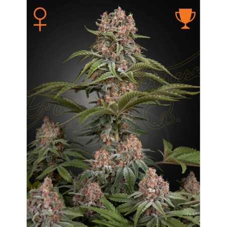 Pure Kush Green House Seeds