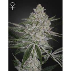Shishka Lemonade Green House Seeds