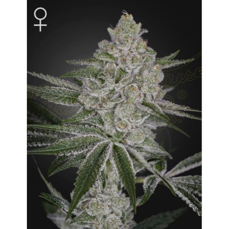 Shishka Lemonade Green House Seeds