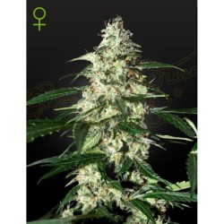 Skunk Auto Green House Seeds