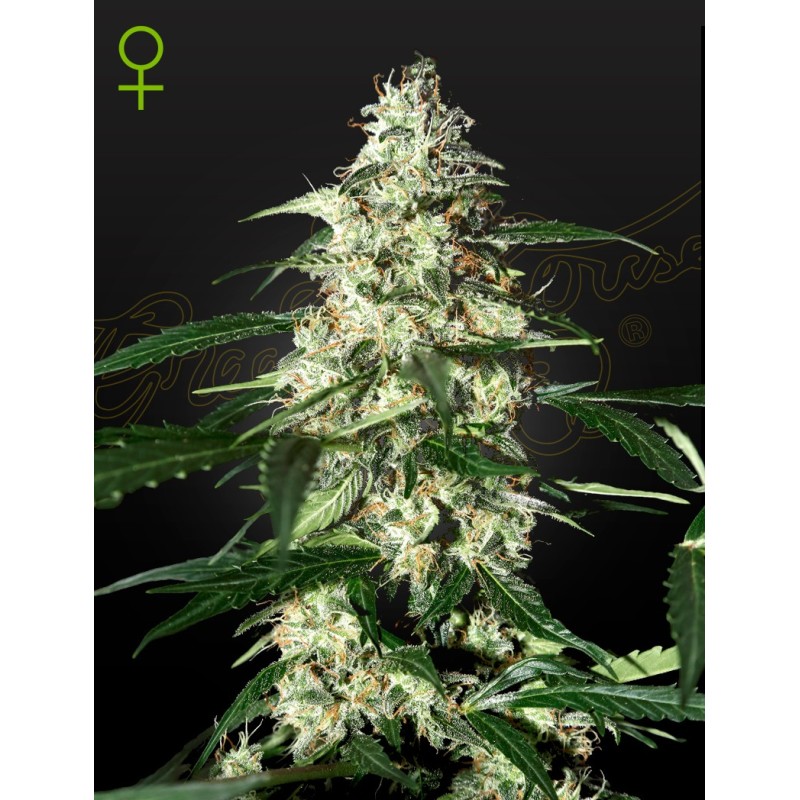 Skunk Auto Green House Seeds