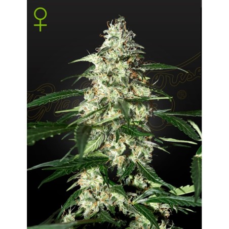 Skunk Auto Green House Seeds