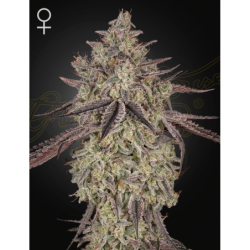 Skywalker Auto Green House Seeds