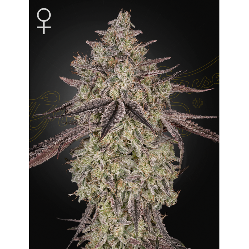 Skywalker Auto Green House Seeds