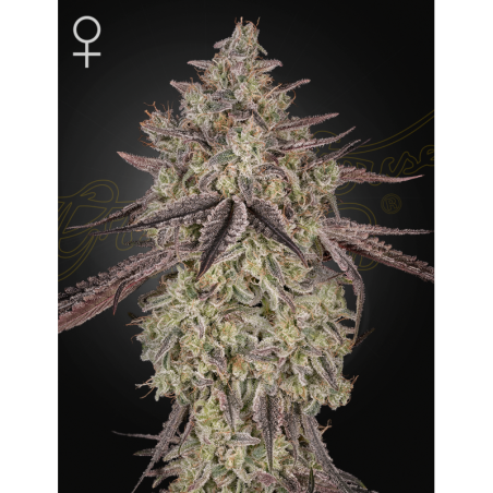 Skywalker Auto Green House Seeds