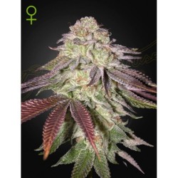 Sugarlato Auto Green House Seeds