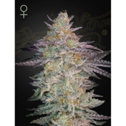 Super Banana Mango Green House Seeds