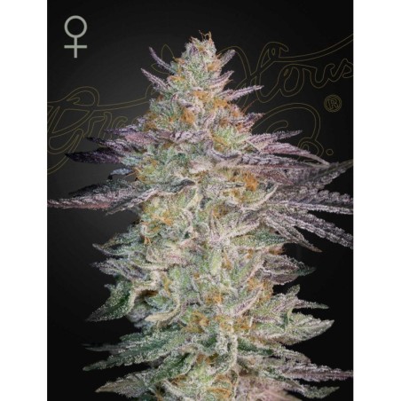 Super Banana Mango Green House Seeds