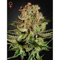 Super Bud Green House Seeds