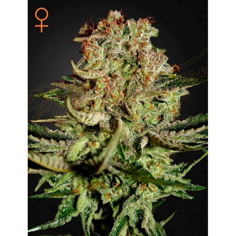 Super Bud Green House Seeds