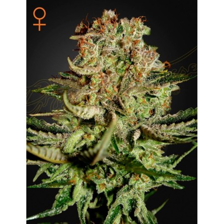 Super Bud Green House Seeds
