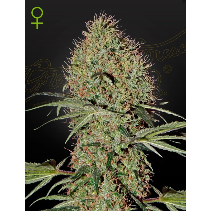 Super Bud Auto Green House Seeds