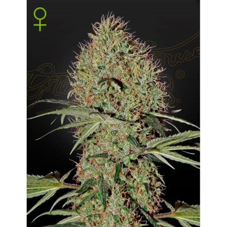Super Bud Auto Green House Seeds