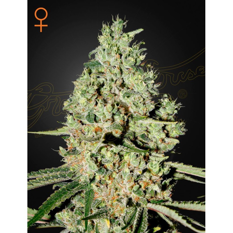 Super Critical Green House Seeds
