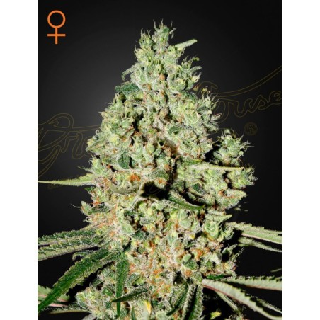 Super Critical Green House Seeds