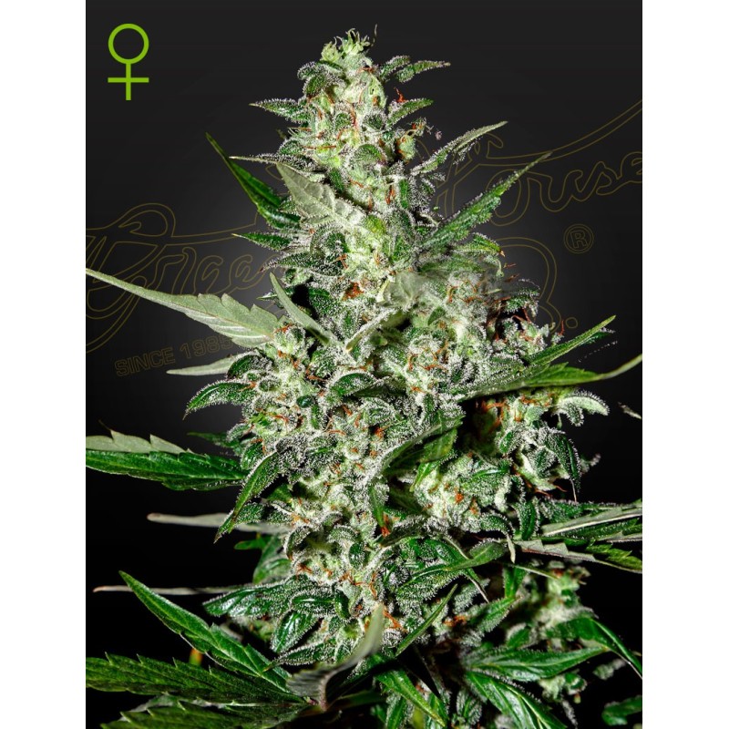 Super Critical Auto Green House Seeds